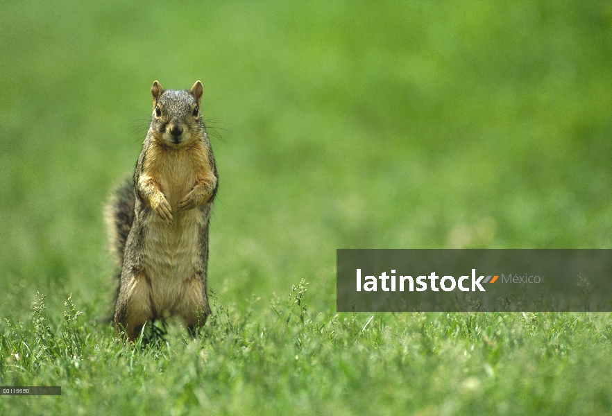 Este pie de ardilla del zorro (Sciurus niger) en el césped, América del norte