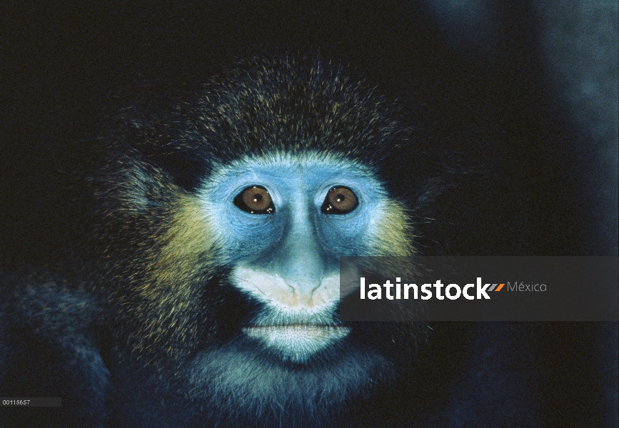 Retrato bigotudo de Guénon (Cercopithecus cephus), nativo de África