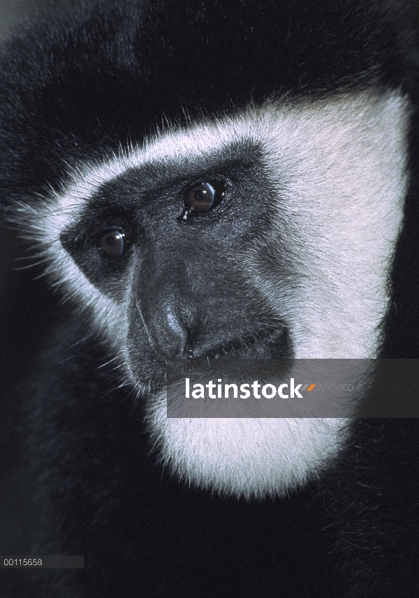 Retrato adultos de manto Colobus (Colobus guereza), África