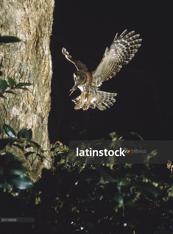 Ural Owl (Strix uralensis) vuelve a anidar con presa, Japón