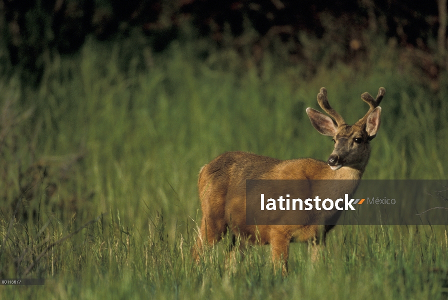 Retrato de venado bura (Odocoileus hemionus), el Parque Nacional Mesa Verde, Colorado