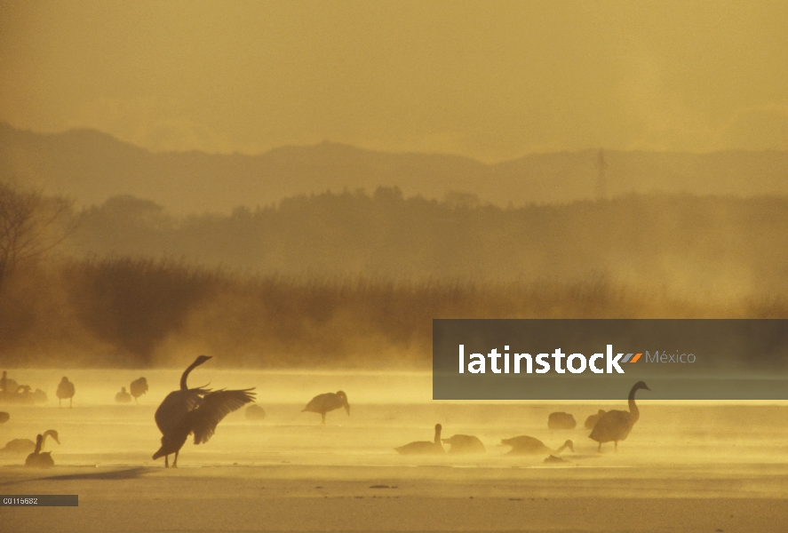 Grupo de whooper Swan (Cygnus cygnus) en lago congelado al alba, Japón