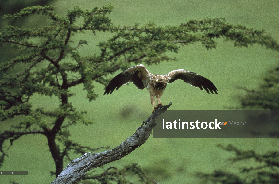 Tawny Eagle (Aquila rapax) estirar sus alas mientras percha en snag, Kenia