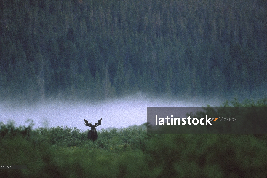 Alce de Alaska (Alces alces gigas) bull en bosque de niebla, Alaska