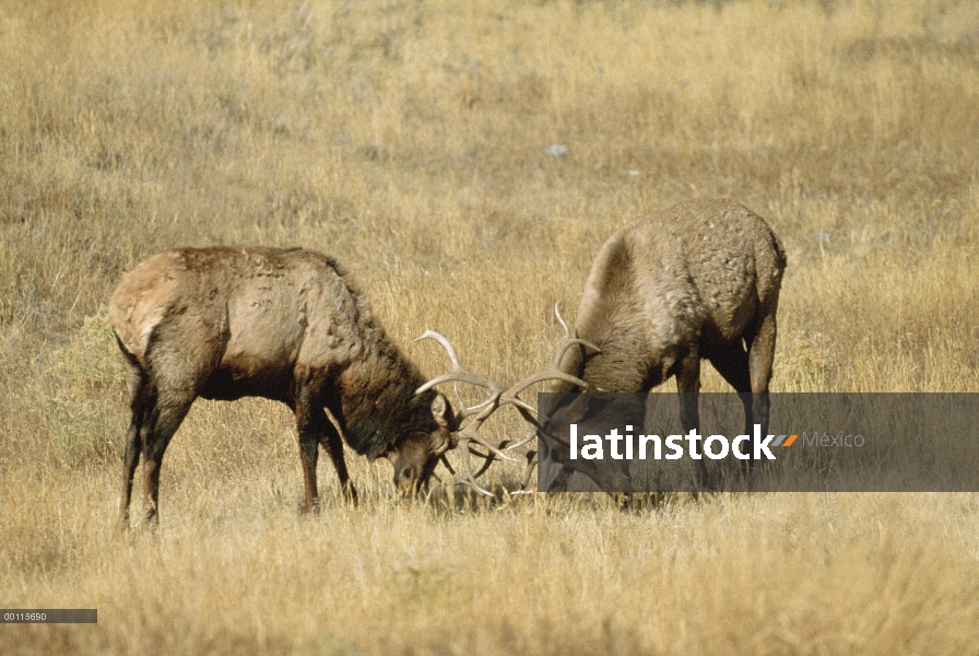 Dos machos de Sambar (Cervus unicolor) lucha, India