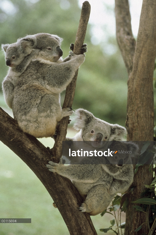 Koala (cinereus de Phascolarctos) madres y bebés en árbol, Australia