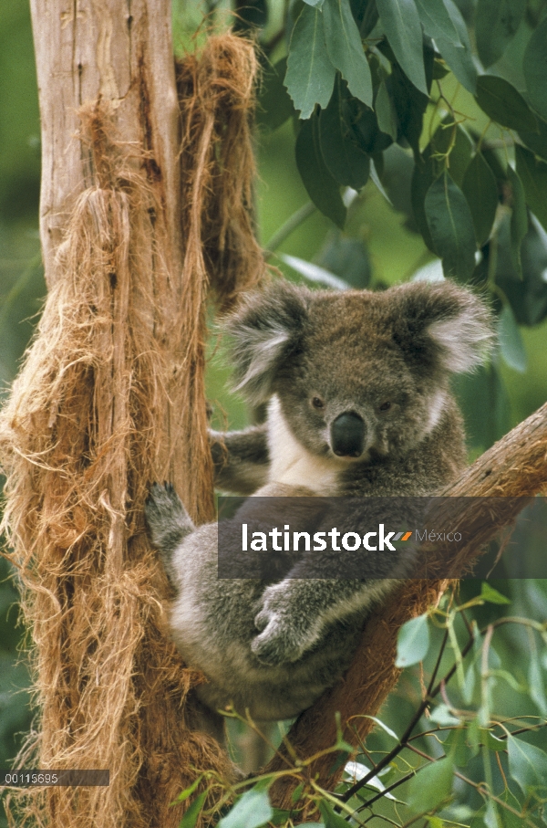 Koala (cinereus de Phascolarctos) descansando en el árbol, Australia