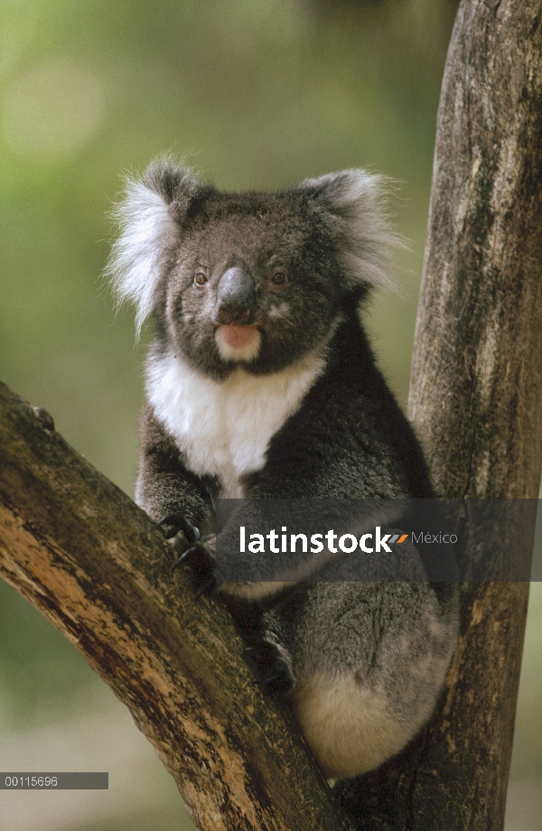 Koala (cinereus de Phascolarctos) descansando en el árbol, Australia