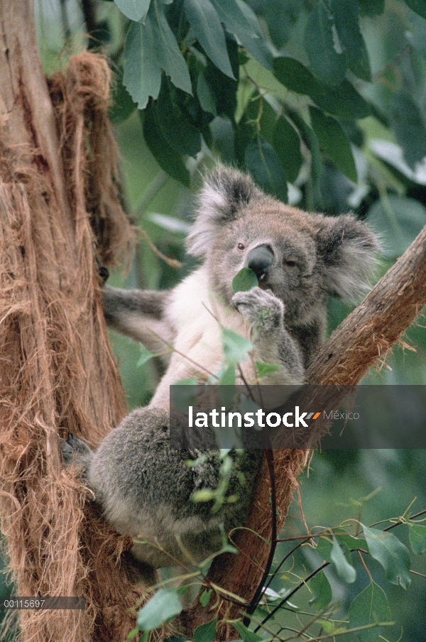 Koala (cinereus de Phascolarctos) alimentándose de eucalipto, Australia