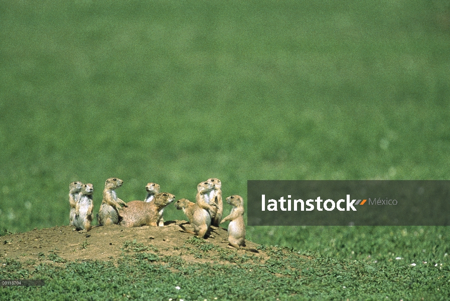 Grupo de perro de la pradera (ludovicianus de Cynomys) negro-cola en la entrada de la madriguera, Am