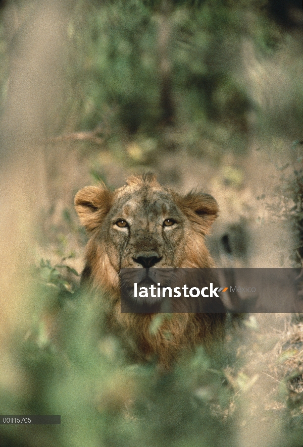 Retrato de León asiático (persica del leo de Panthera), India