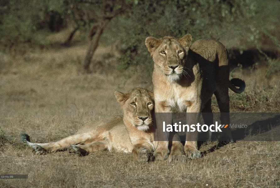 Hembras de León asiático (persica del leo de Panthera), India