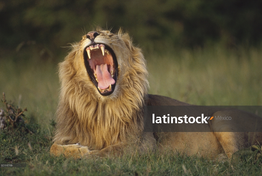 Macho León africano (Panthera leo) el rugir, Kenia