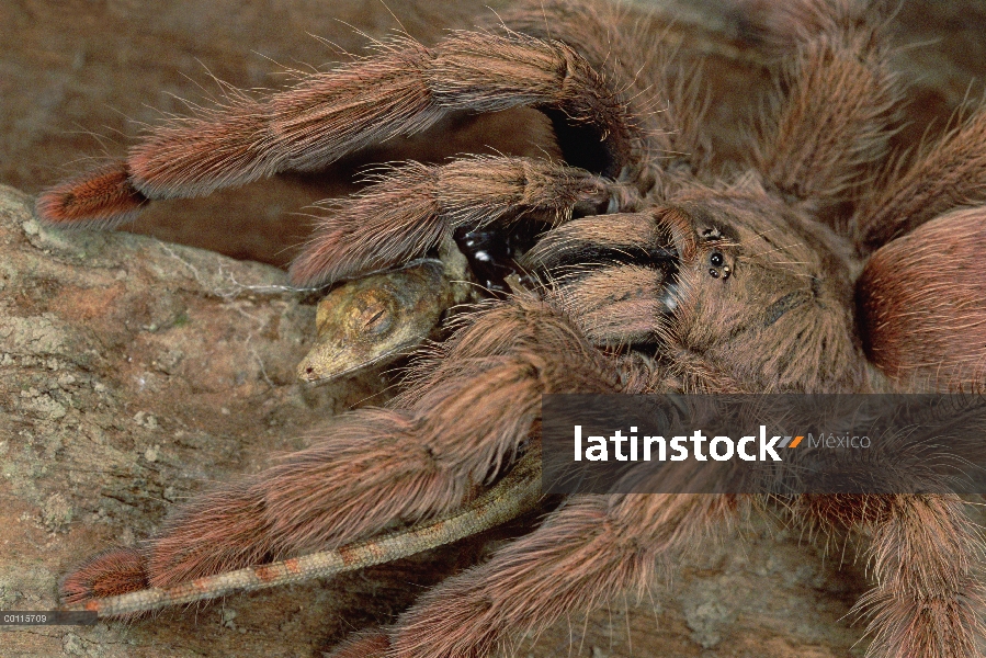 Tarántula (Tapinauchenius latipes) comer un lagarto de lagartijos, Rio Mormón, Perú