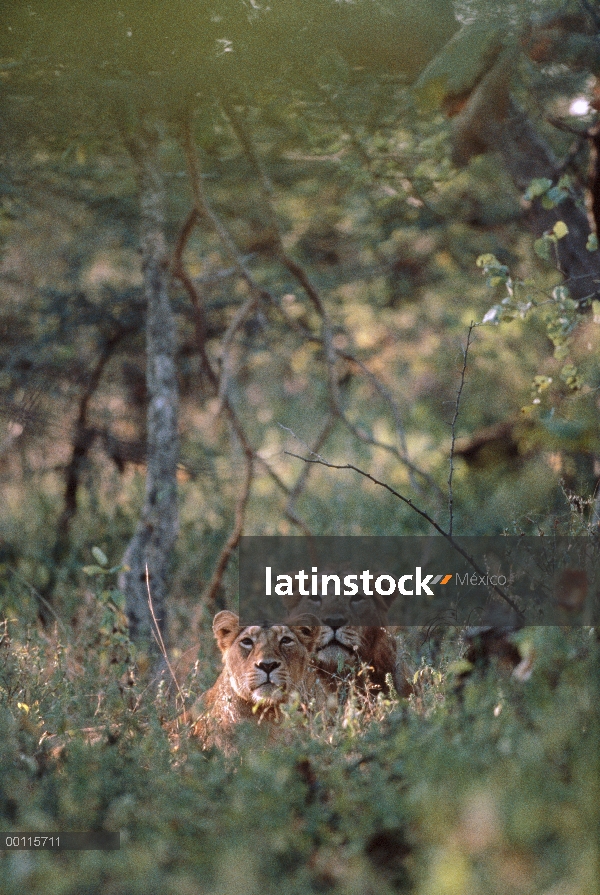 Par de León asiático (Panthera leo persica) descansando en la hierba, India