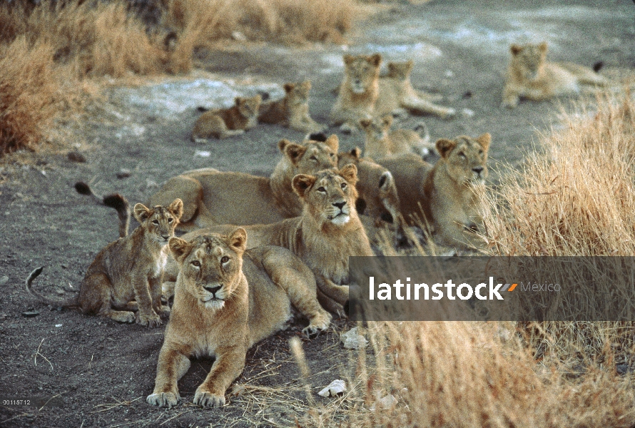 Grupo de León asiático (persica del leo de Panthera) en reposo, India