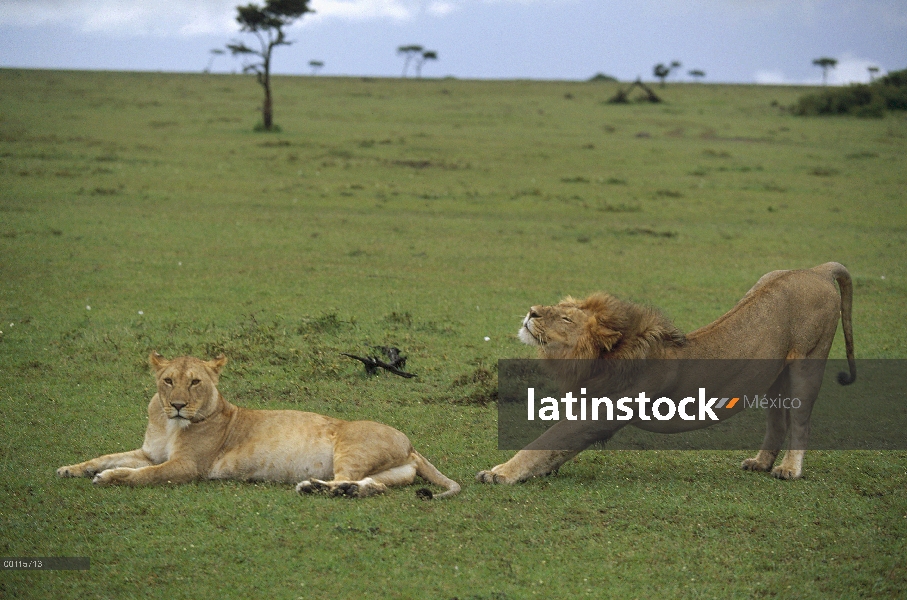 León africano (Panthera leo) macho y hembra, Kenia