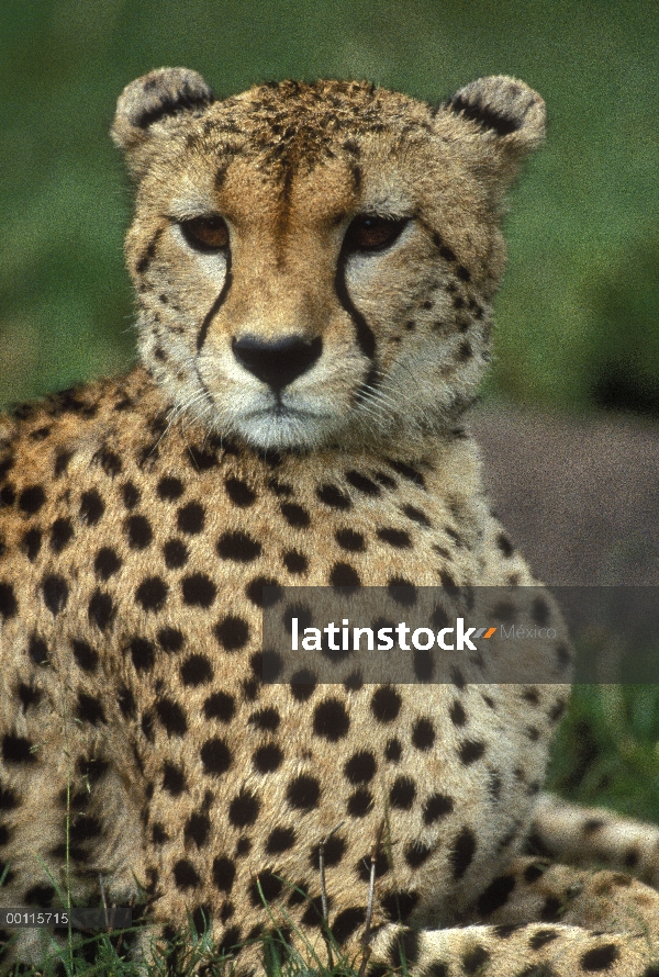 Guepardo (Acinonyx jubatus) retrato, Reserva Nacional de Masai Mara, Kenia