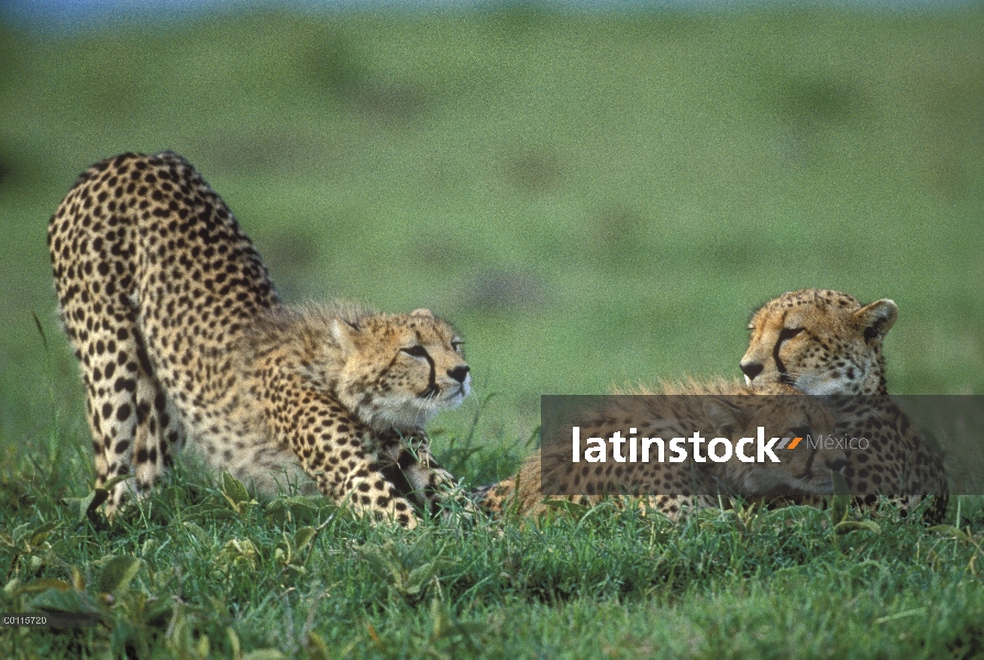 Trío de guepardo (Acinonyx jubatus) con un estiramiento, Reserva Nacional de Masai Mara, Kenia