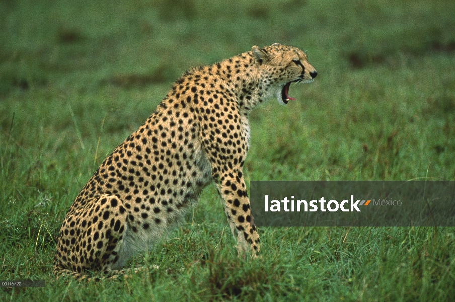 Guepardo (Acinonyx jubatus) bostezo, Masai Mara National reserva, Kenia