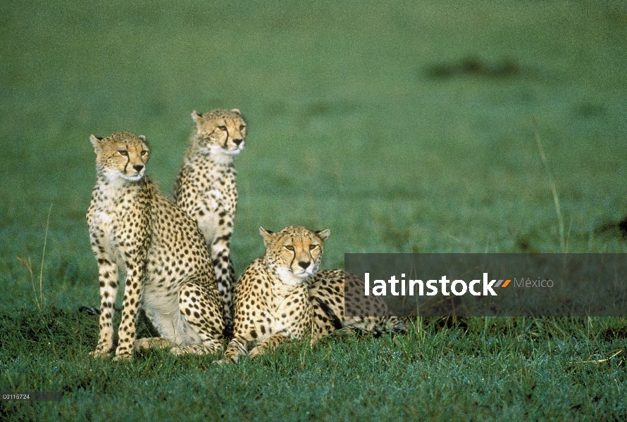 Trío de guepardo (Acinonyx jubatus) descansando en la pradera, Kenia