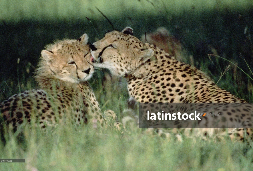 Par de guepardo (Acinonyx jubatus) aseo, Kenia