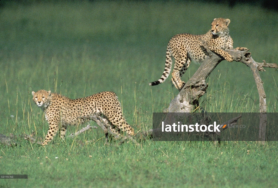 Par de guepardo (Acinonyx jubatus) jugando en el registro, Reserva Nacional de Masai Mara, Kenia