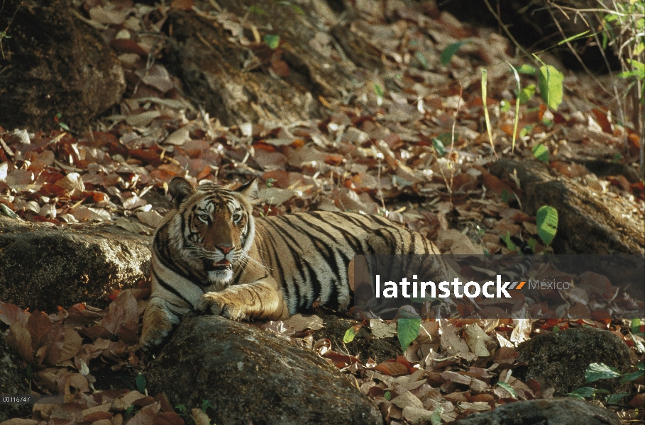 Tigre de Bengala (Panthera tigris tigris) descansando en las hojas, India