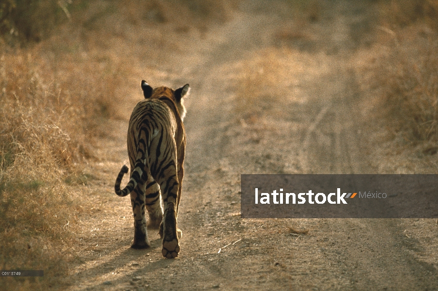 Tigre de Bengala (Panthera tigris tigris) caminar por camino de tierra, la India