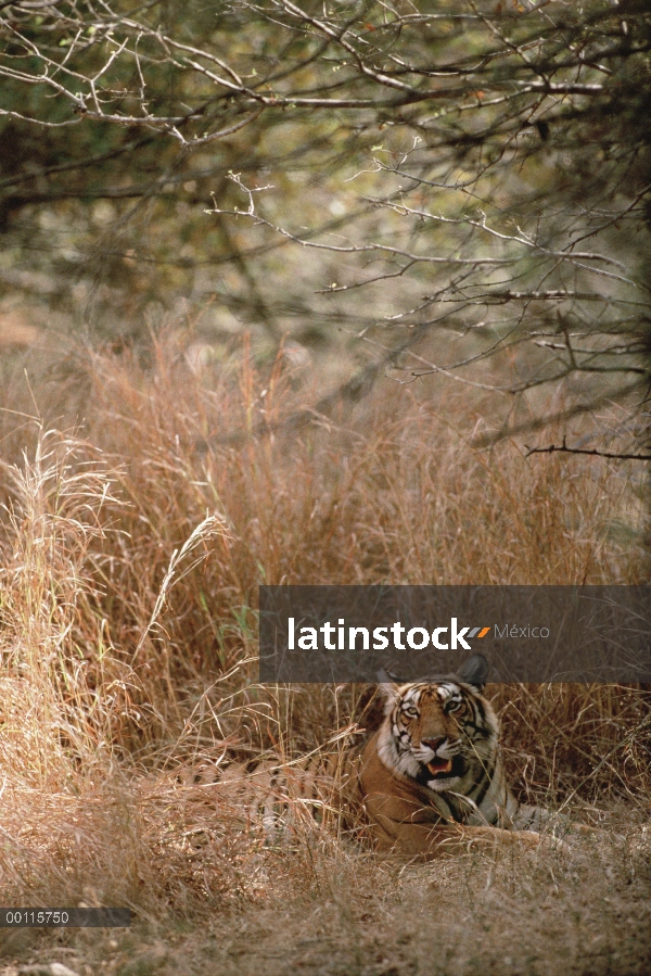 Tigre de Bengala (Panthera tigris tigris) camuflado en hierba alta, India