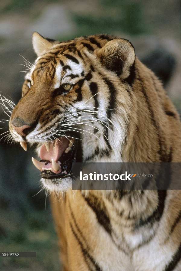 Tigre de Bengala (Panthera tigris tigris) gruñendo, Parque Nacional de Ranthambore, India