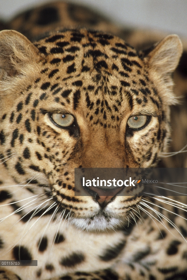 Leopardo (Panthera pardus) retrato, Reserva Nacional de Masai Mara, Kenia