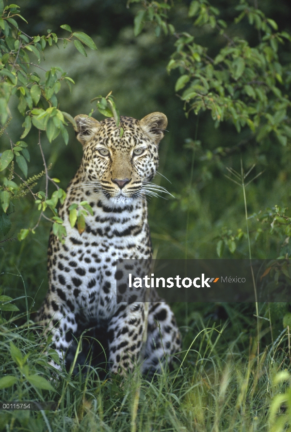 Leopardo (Panthera pardus) retrato, Masai Mara, Kenia