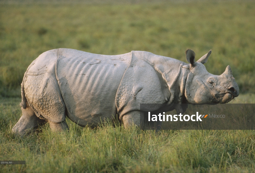 Retrato de rinoceronte indio (Rhinoceros unicornis), India