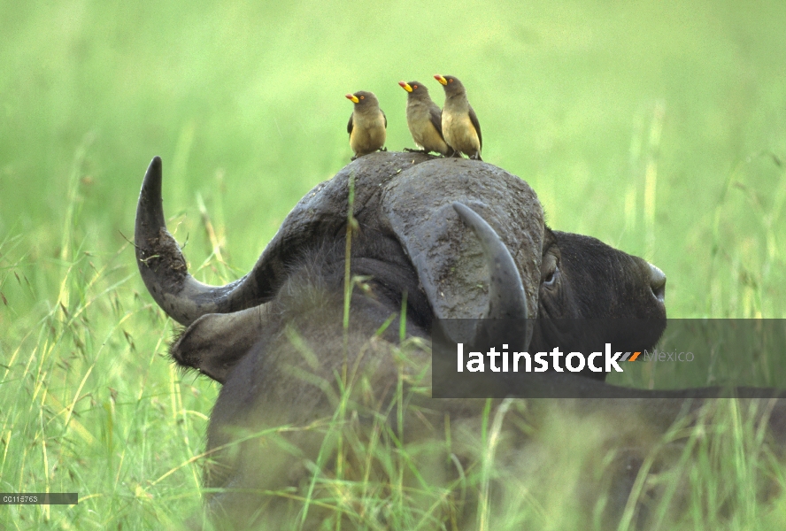 Trío de picabueyes (Buphagus africanus) de pico amarillo sentado en la cabeza de Cape Buffalo (Synce