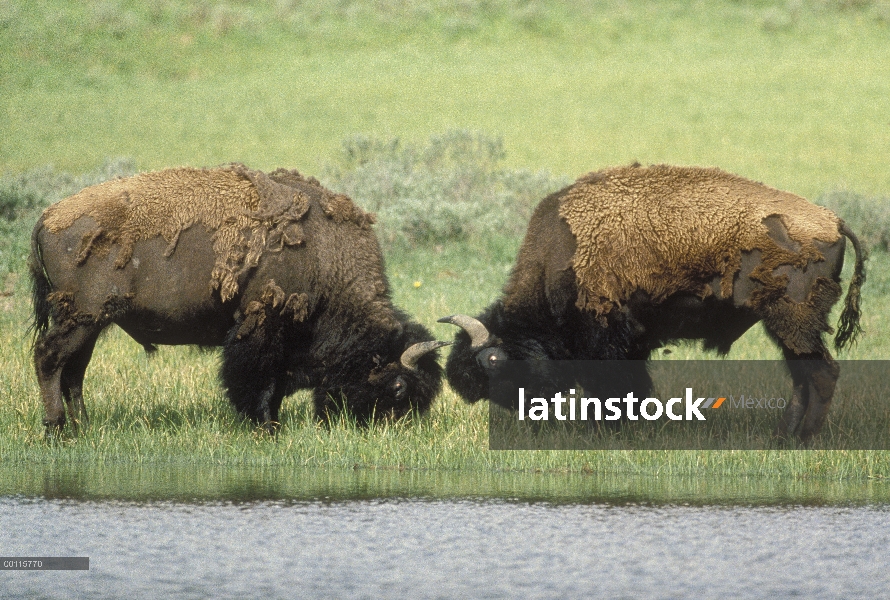 Dos machos de bisonte americano (bisonte del bisonte) lucha, Parque Nacional de Yellowstone, Wyoming