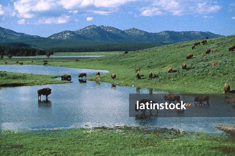 Manada de bisonte americano (bisonte del bisonte) beber del lago, Parque Nacional de Yellowstone, Wy