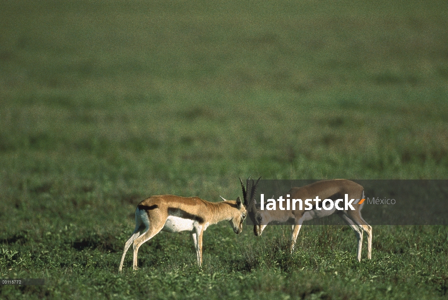 Gacela de Thomson (Eudorcas thomsonii) los hombres lucha, Reserva Nacional de Masai Mara, Kenia