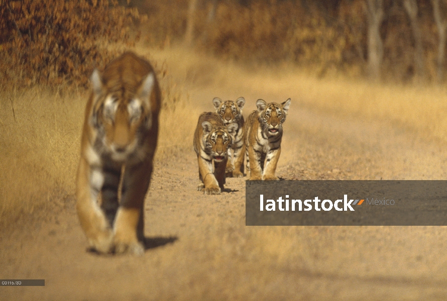 Madre de tigre de Bengala (Panthera tigris tigris) con tres cachorros, Parque Nacional de Ranthambor