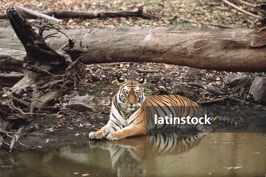 Tigre de Bengala (Panthera tigris tigris) descansando junto a la charca, India