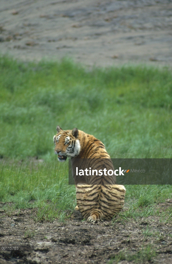 Tigre de Bengala (Panthera tigris tigris) con los ojos cerrados, India