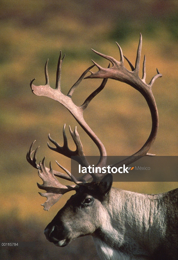 Retrato masculino de caribú (Rangifer tarandus), Parque Nacional de Denali y Preserve, Alaska