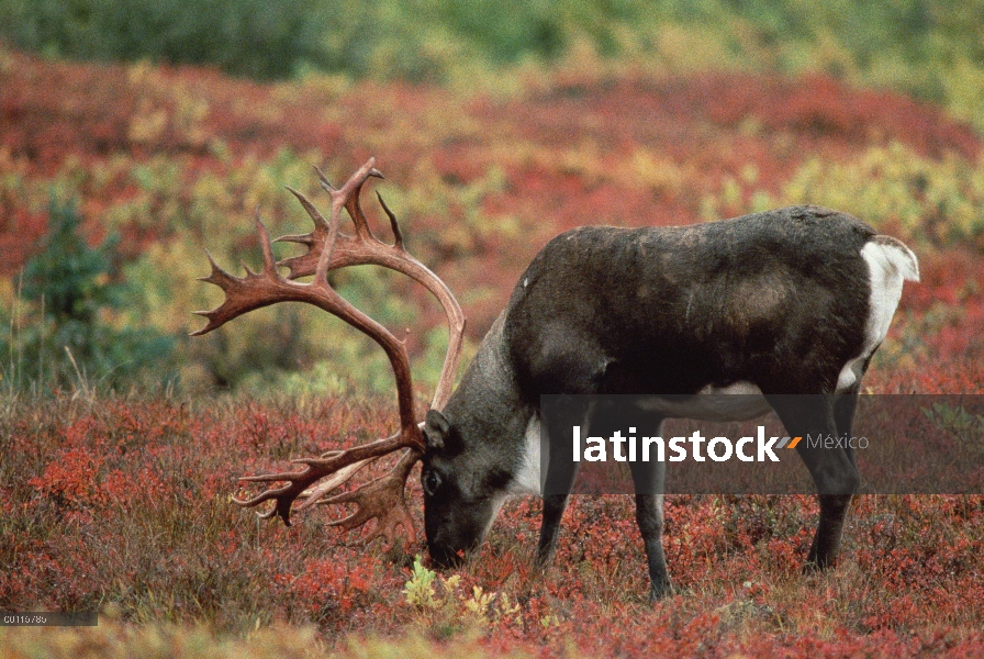 Hombre de caribú (Rangifer tarandus) pastoreo, Parque Nacional de Denali y Preserve, Alaska