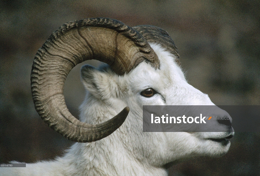 Retrato de carneros de Dall (Ovis dalli), Parque Nacional de Denali y Preserve, Alaska