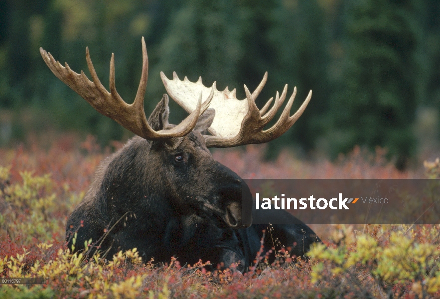 Retrato masculino de alces de Alaska (Alces alces gigas), Parque Nacional de Denali y Preserve, Alas