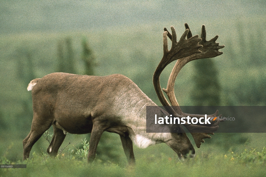 Toro de caribú (Rangifer tarandus) pastoreo, Parque Nacional de Denali y Preserve, Alaska