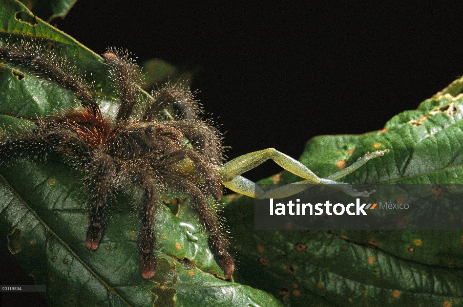 Tarántula de Peruvian Pinktoe (Avicularia urticans) comer rana, Amazonas, Perú