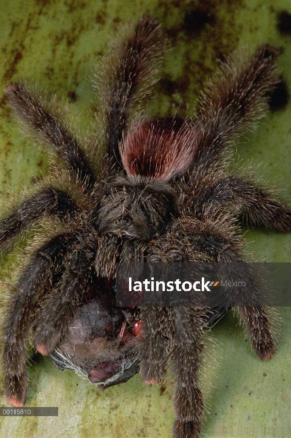 Tarántula (Avicularia sp) alimentándose de un murciélago, Rio Yarapa, Perú