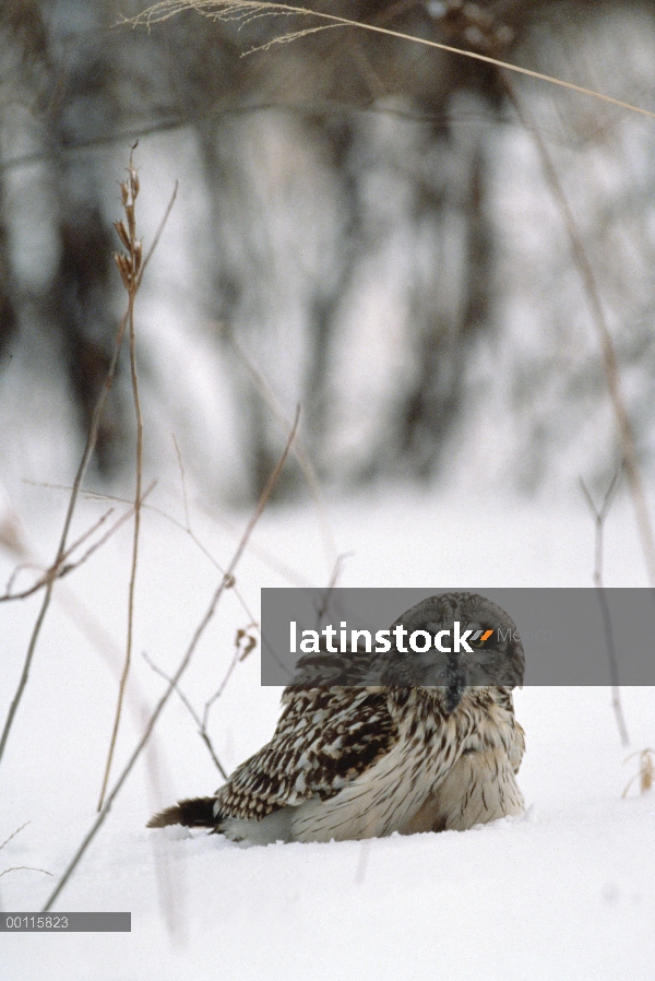 Buho Short-eared (flammeus de Asio) descansando en la nieve, Japón