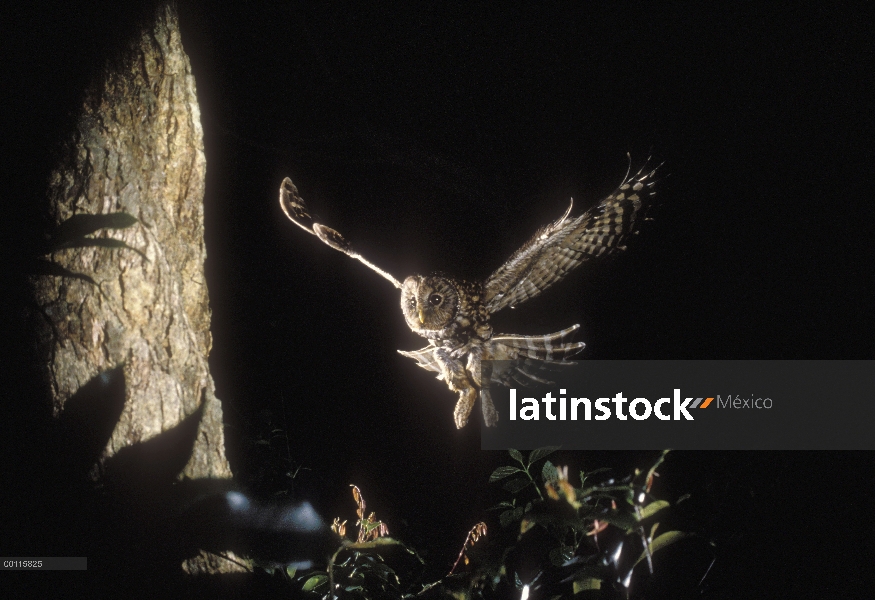 Ural Owl (Strix uralensis) volver al nido, Nagasaki, Japón